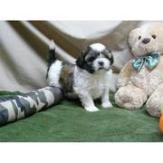 Baby face Shih Tzu puppies available for pet loving homes 