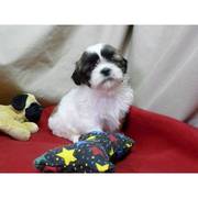 Excellent Shih Tzu Puppies looking for new homes Now